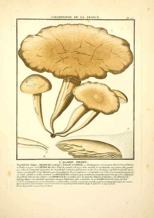 Reproducción/Reproduction 10038438975: Herbier de la France;. Paris,Chez l'auteur, Didot, Debure, Belin,1780-93.