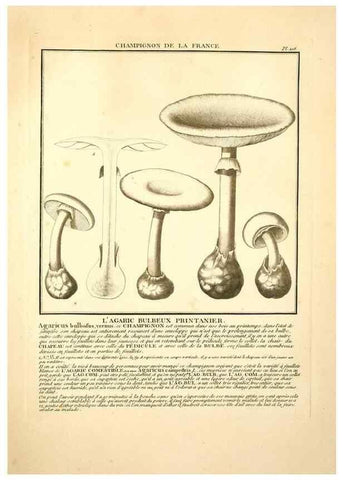 Reproducción/Reproduction 10038543263: Herbier de la France;. Paris,Chez l'auteur, Didot, Debure, Belin,1780-93.