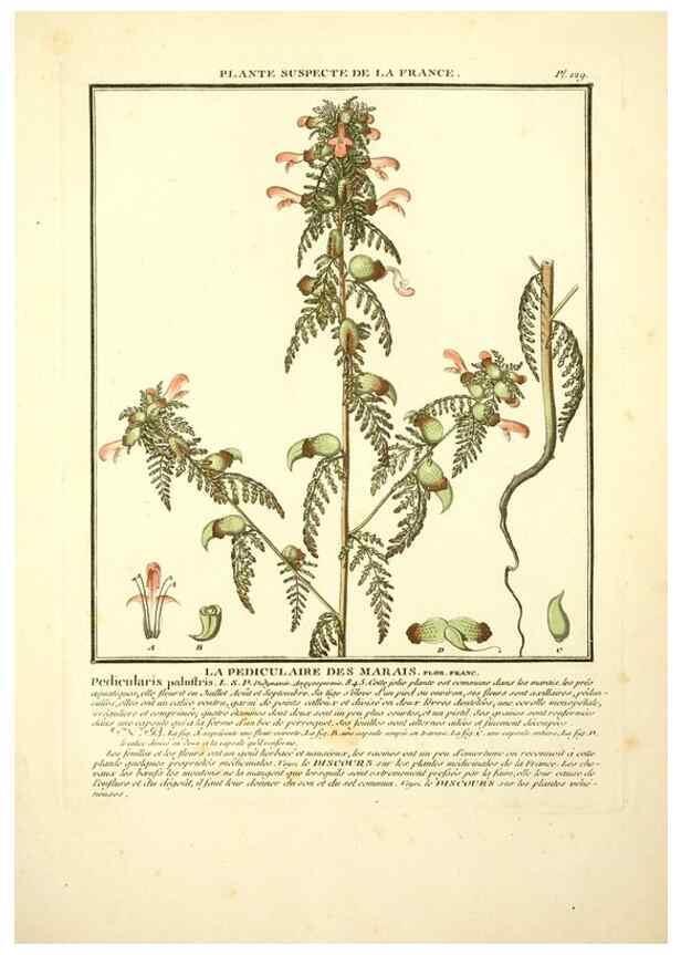 Reproducción/Reproduction 10038508925: Herbier de la France;. Paris,Chez l'auteur, Didot, Debure, Belin,1780-93.