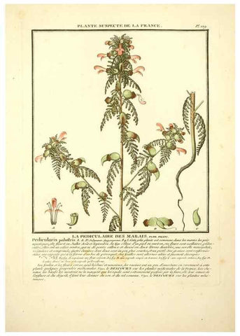 Reproducción/Reproduction 10038508925: Herbier de la France;. Paris,Chez l'auteur, Didot, Debure, Belin,1780-93.