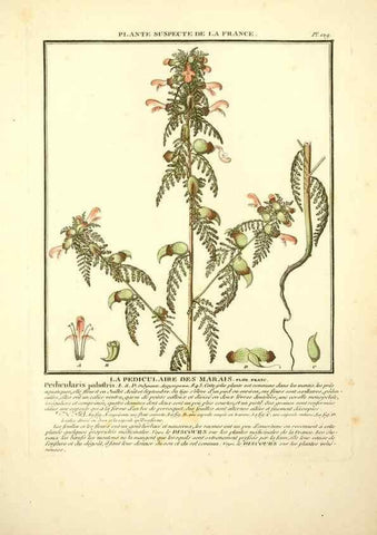 Reproducción/Reproduction 10038508925: Herbier de la France;. Paris,Chez l'auteur, Didot, Debure, Belin,1780-93.