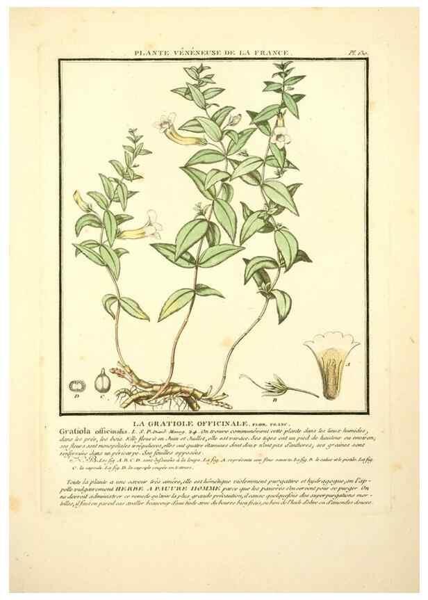 Reproducción/Reproduction 10038536086: Herbier de la France;. Paris,Chez l'auteur, Didot, Debure, Belin,1780-93.