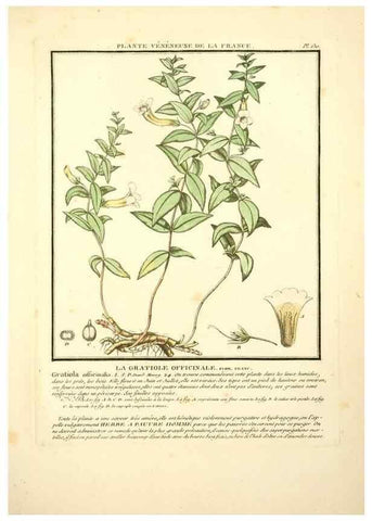 Reproducción/Reproduction 10038536086: Herbier de la France;. Paris,Chez l'auteur, Didot, Debure, Belin,1780-93.