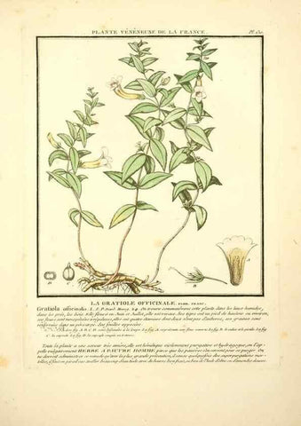 Reproducción/Reproduction 10038536086: Herbier de la France;. Paris,Chez l'auteur, Didot, Debure, Belin,1780-93.