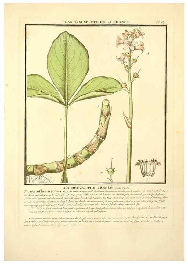 Reproducción/Reproduction 10038538936: Herbier de la France;. Paris,Chez l'auteur, Didot, Debure, Belin,1780-93.