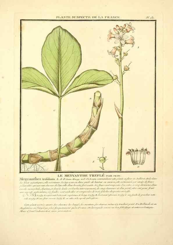 Reproducción/Reproduction 10038538936: Herbier de la France;. Paris,Chez l'auteur, Didot, Debure, Belin,1780-93.