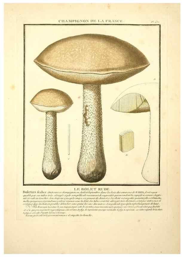 Reproducción/Reproduction 10038615703: Herbier de la France;. Paris,Chez l'auteur, Didot, Debure, Belin,1780-93.