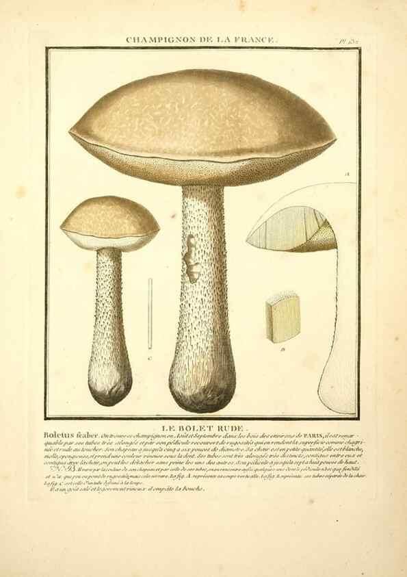 Reproducción/Reproduction 10038615703: Herbier de la France;. Paris,Chez l'auteur, Didot, Debure, Belin,1780-93.