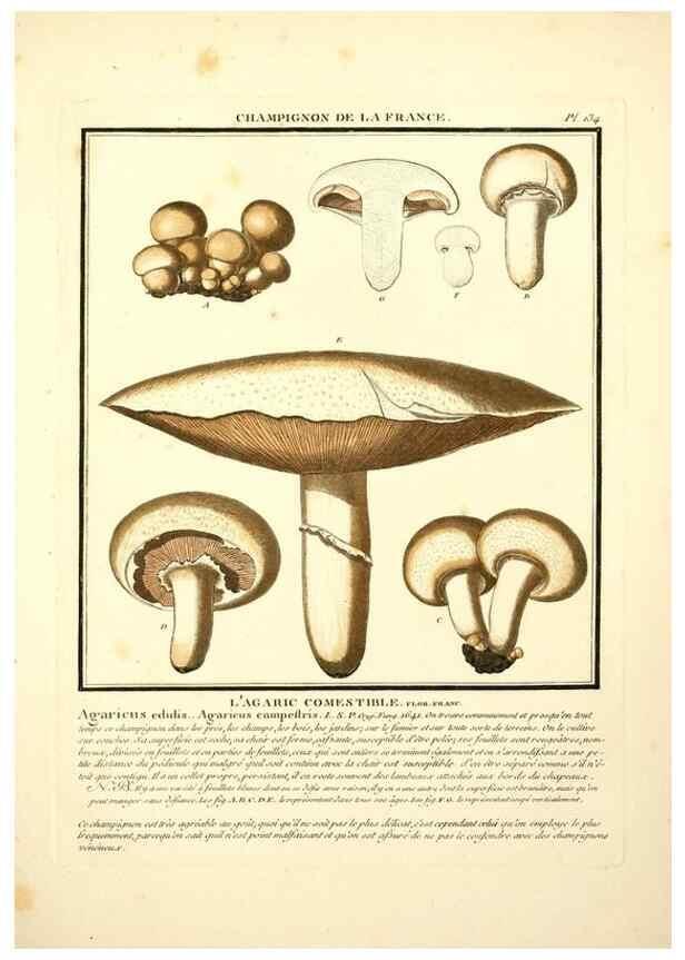 Reproducción/Reproduction 10038488214: Herbier de la France;. Paris,Chez l'auteur, Didot, Debure, Belin,1780-93.