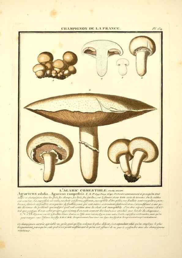 Reproducción/Reproduction 10038488214: Herbier de la France;. Paris,Chez l'auteur, Didot, Debure, Belin,1780-93.