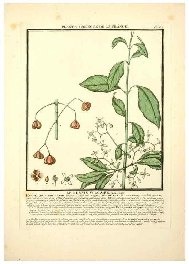 Reproducción/Reproduction 10038527465: Herbier de la France;. Paris,Chez l'auteur, Didot, Debure, Belin,1780-93.