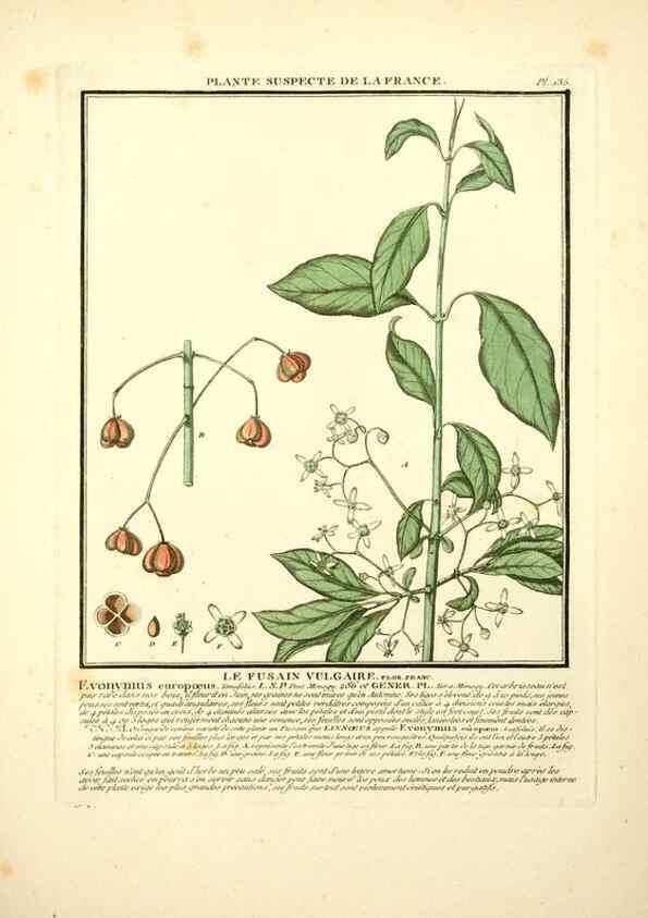 Reproducción/Reproduction 10038527465: Herbier de la France;. Paris,Chez l'auteur, Didot, Debure, Belin,1780-93.