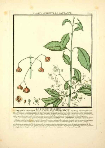 Reproducción/Reproduction 10038527465: Herbier de la France;. Paris,Chez l'auteur, Didot, Debure, Belin,1780-93.