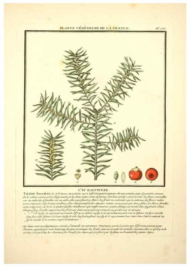Reproducción/Reproduction 10038530495: Herbier de la France;. Paris,Chez l'auteur, Didot, Debure, Belin,1780-93.