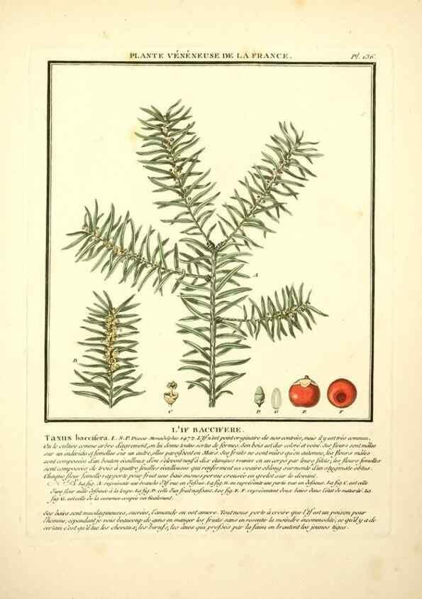 Reproducción/Reproduction 10038530495: Herbier de la France;. Paris,Chez l'auteur, Didot, Debure, Belin,1780-93.