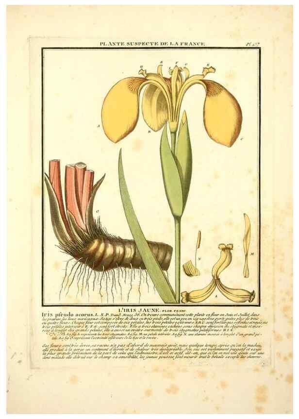 Reproducción/Reproduction 10038497184: Herbier de la France;. Paris,Chez l'auteur, Didot, Debure, Belin,1780-93.