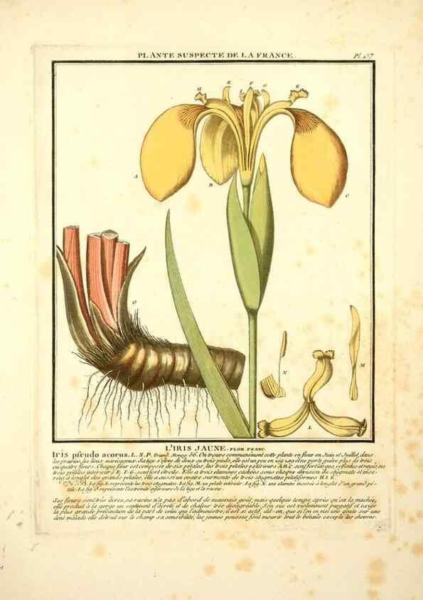 Reproducción/Reproduction 10038497184: Herbier de la France;. Paris,Chez l'auteur, Didot, Debure, Belin,1780-93.