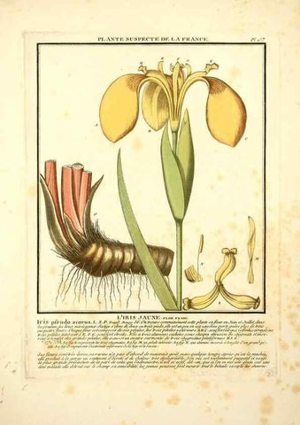 Reproducción/Reproduction 10038497184: Herbier de la France;. Paris,Chez l'auteur, Didot, Debure, Belin,1780-93.