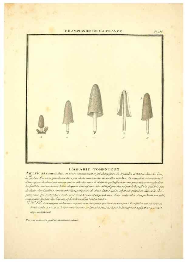 Reproducción/Reproduction 10038538715: Herbier de la France;. Paris,Chez l'auteur, Didot, Debure, Belin,1780-93.