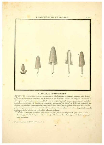 Reproducción/Reproduction 10038538715: Herbier de la France;. Paris,Chez l'auteur, Didot, Debure, Belin,1780-93.