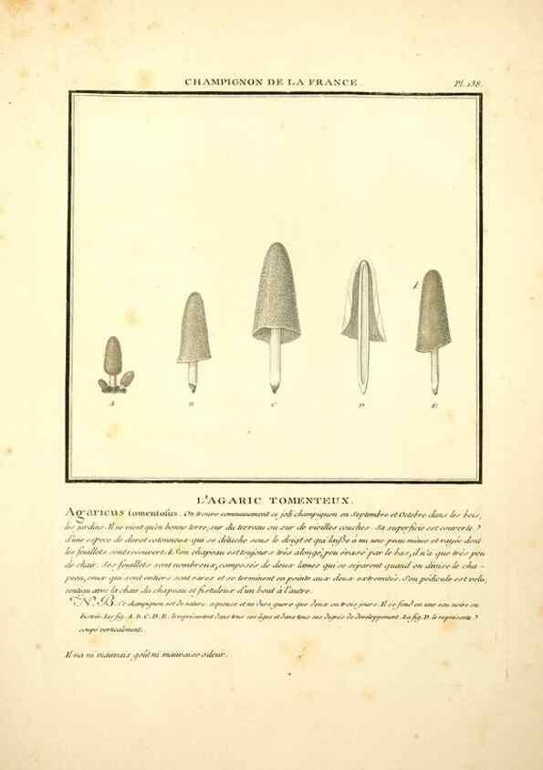 Reproducción/Reproduction 10038538715: Herbier de la France;. Paris,Chez l'auteur, Didot, Debure, Belin,1780-93.