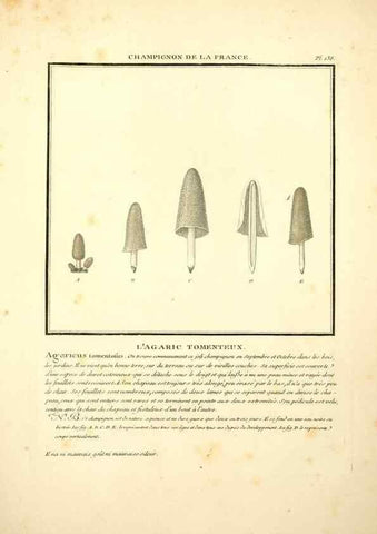 Reproducción/Reproduction 10038538715: Herbier de la France;. Paris,Chez l'auteur, Didot, Debure, Belin,1780-93.