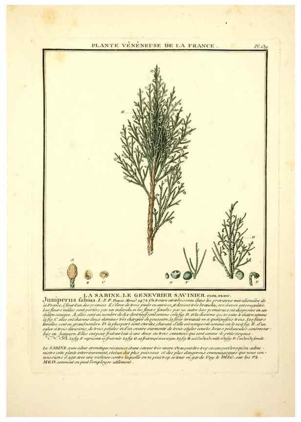Reproducción/Reproduction 10038564186: Herbier de la France;. Paris,Chez l'auteur, Didot, Debure, Belin,1780-93.