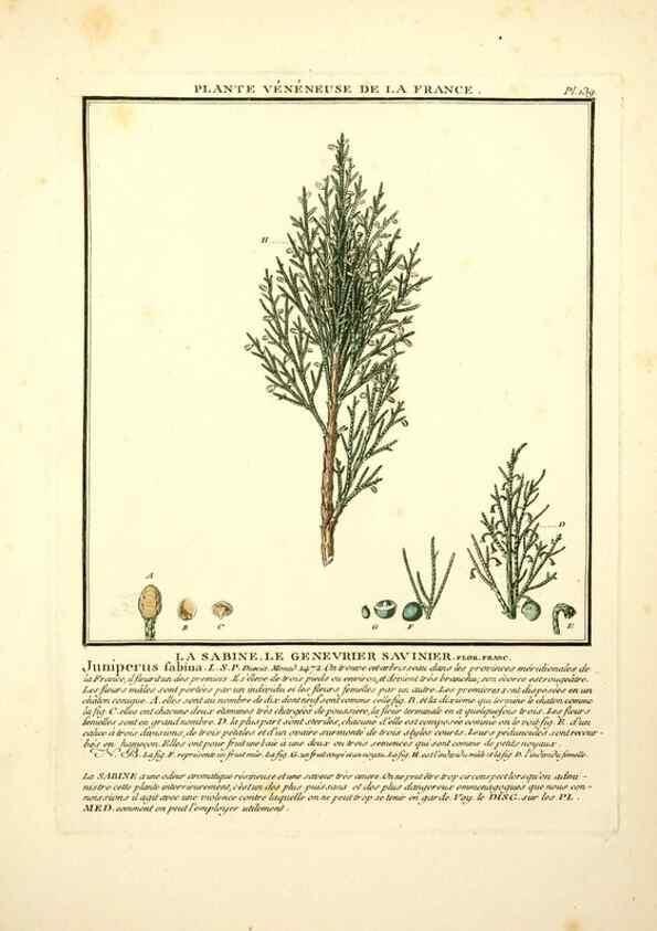 Reproducción/Reproduction 10038564186: Herbier de la France;. Paris,Chez l'auteur, Didot, Debure, Belin,1780-93.