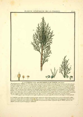 Reproducción/Reproduction 10038564186: Herbier de la France;. Paris,Chez l'auteur, Didot, Debure, Belin,1780-93.
