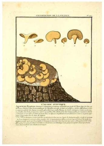 Reproducción/Reproduction 10038641633: Herbier de la France;. Paris,Chez l'auteur, Didot, Debure, Belin,1780-93.