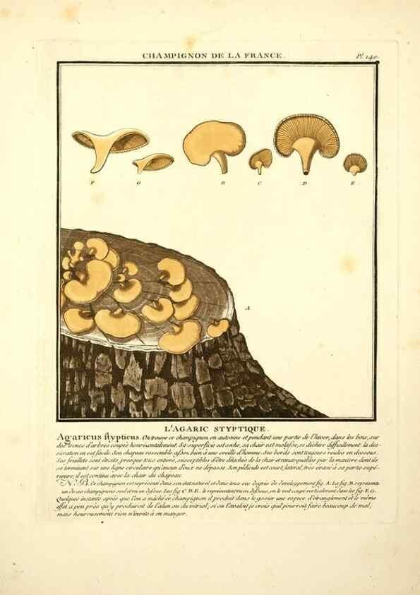 Reproducción/Reproduction 10038641633: Herbier de la France;. Paris,Chez l'auteur, Didot, Debure, Belin,1780-93.