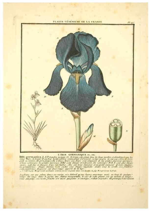 Reproducción/Reproduction 10038511414: Herbier de la France;. Paris,Chez l'auteur, Didot, Debure, Belin,1780-93.