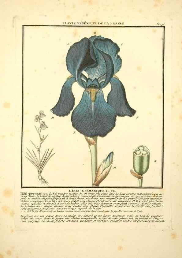 Reproducción/Reproduction 10038511414: Herbier de la France;. Paris,Chez l'auteur, Didot, Debure, Belin,1780-93.