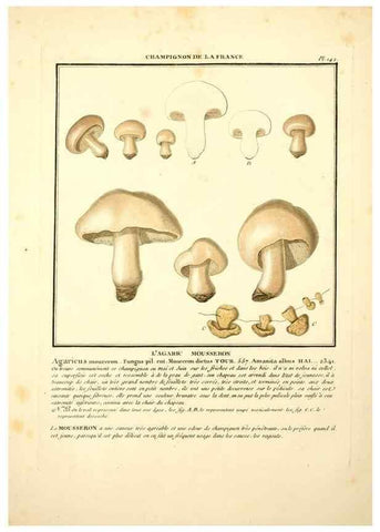 Reproducción/Reproduction 10038551875: Herbier de la France;. Paris,Chez l'auteur, Didot, Debure, Belin,1780-93.