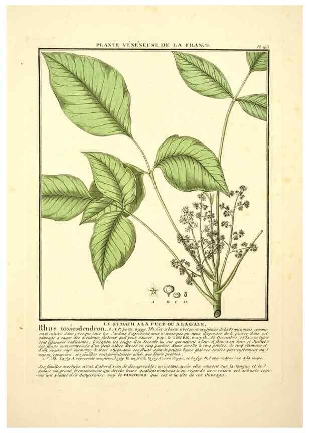 Reproducción/Reproduction 10038651333: Herbier de la France;. Paris,Chez l'auteur, Didot, Debure, Belin,1780-93.