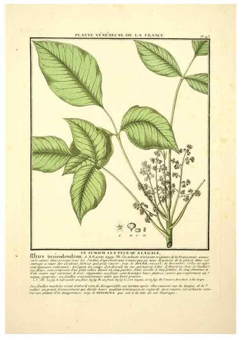 Reproducción/Reproduction 10038651333: Herbier de la France;. Paris,Chez l'auteur, Didot, Debure, Belin,1780-93.