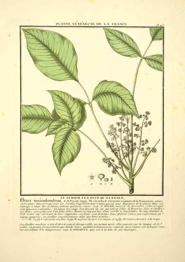 Reproducción/Reproduction 10038651333: Herbier de la France;. Paris,Chez l'auteur, Didot, Debure, Belin,1780-93.