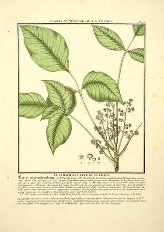 Reproducción/Reproduction 10038651333: Herbier de la France;. Paris,Chez l'auteur, Didot, Debure, Belin,1780-93.
