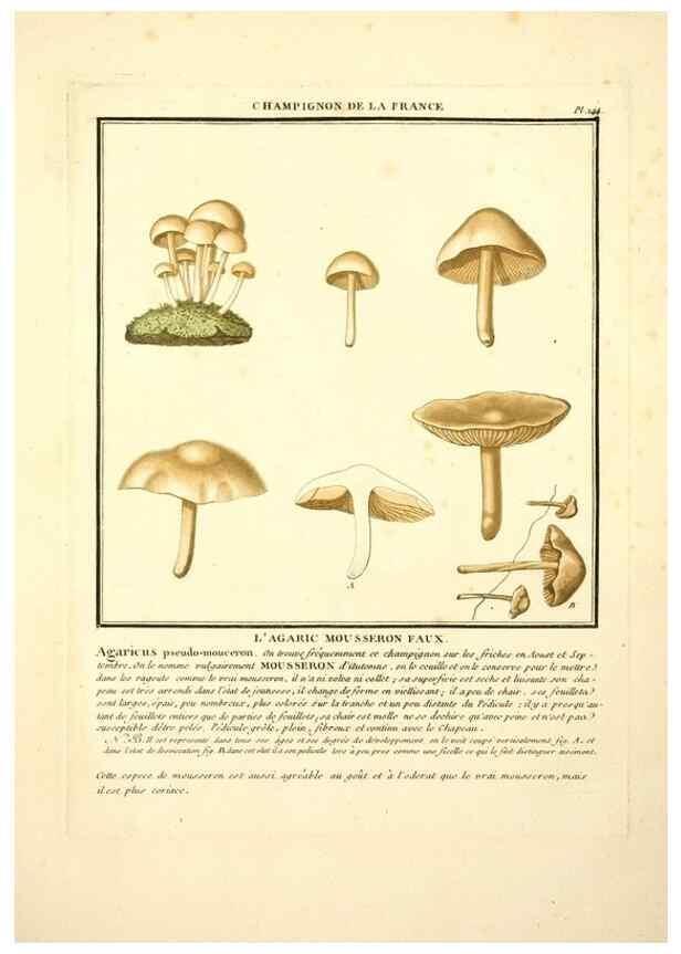 Reproducción/Reproduction 10038653543: Herbier de la France;. Paris,Chez l'auteur, Didot, Debure, Belin,1780-93.