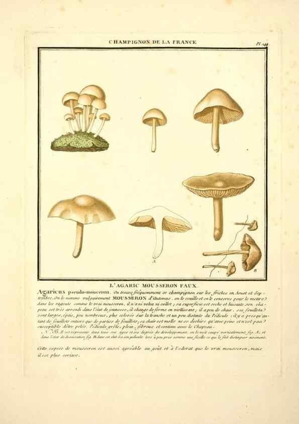 Reproducción/Reproduction 10038653543: Herbier de la France;. Paris,Chez l'auteur, Didot, Debure, Belin,1780-93.