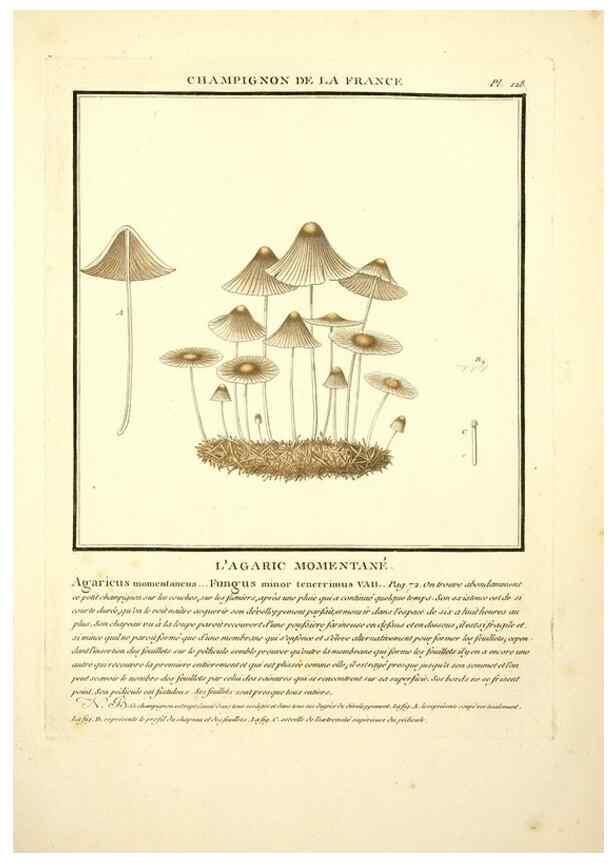 Reproducción/Reproduction 10038601833: Herbier de la France;. Paris,Chez l'auteur, Didot, Debure, Belin,1780-93.