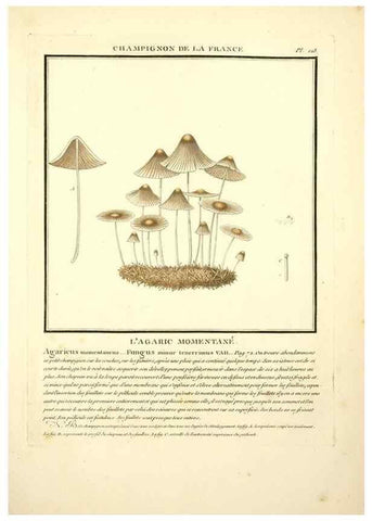 Reproducción/Reproduction 10038601833: Herbier de la France;. Paris,Chez l'auteur, Didot, Debure, Belin,1780-93.