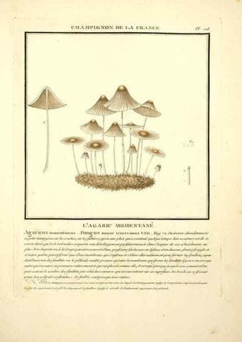 Reproducción/Reproduction 10038601833: Herbier de la France;. Paris,Chez l'auteur, Didot, Debure, Belin,1780-93.