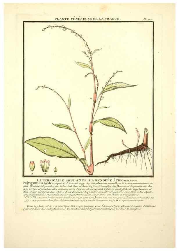 Reproducción/Reproduction 10038598713: Herbier de la France;. Paris,Chez l'auteur, Didot, Debure, Belin,1780-93.