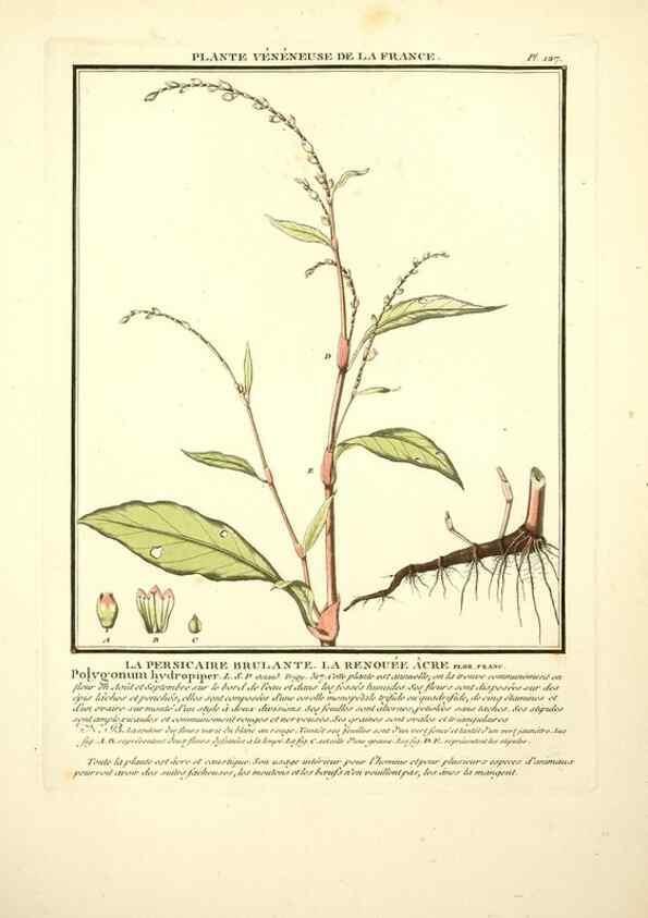 Reproducción/Reproduction 10038598713: Herbier de la France;. Paris,Chez l'auteur, Didot, Debure, Belin,1780-93.