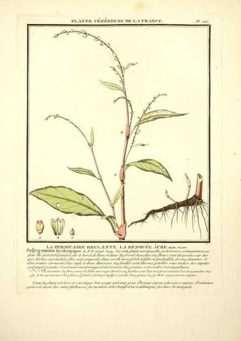 Reproducción/Reproduction 10038598713: Herbier de la France;. Paris,Chez l'auteur, Didot, Debure, Belin,1780-93.