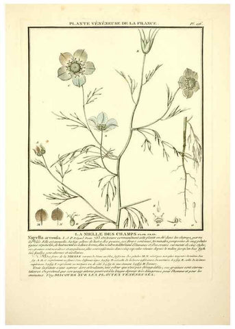 Reproducción/Reproduction 10038500005: Herbier de la France;. Paris,Chez l'auteur, Didot, Debure, Belin,1780-93.