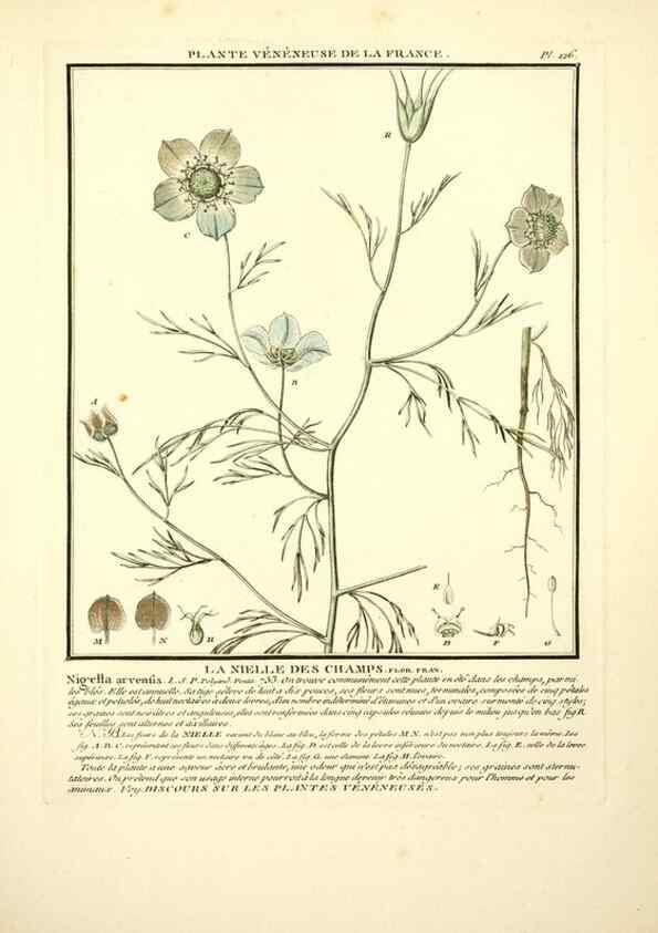 Reproducción/Reproduction 10038500005: Herbier de la France;. Paris,Chez l'auteur, Didot, Debure, Belin,1780-93.