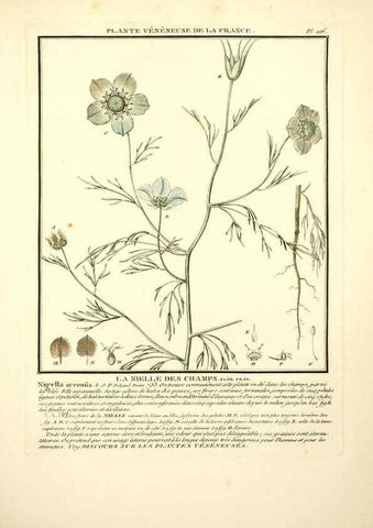 Reproducción/Reproduction 10038500005: Herbier de la France;. Paris,Chez l'auteur, Didot, Debure, Belin,1780-93.