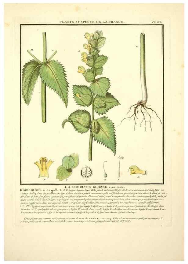 Reproducción/Reproduction 10038593223: Herbier de la France;. Paris,Chez l'auteur, Didot, Debure, Belin,1780-93.